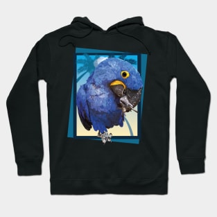 Hyacinth macaw Hoodie